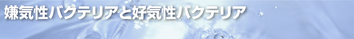 嫌気性バクテリアと好気性バクテリア